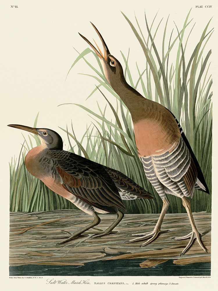 Salt Water Marsh Hen art print by John James Audubon for $57.95 CAD