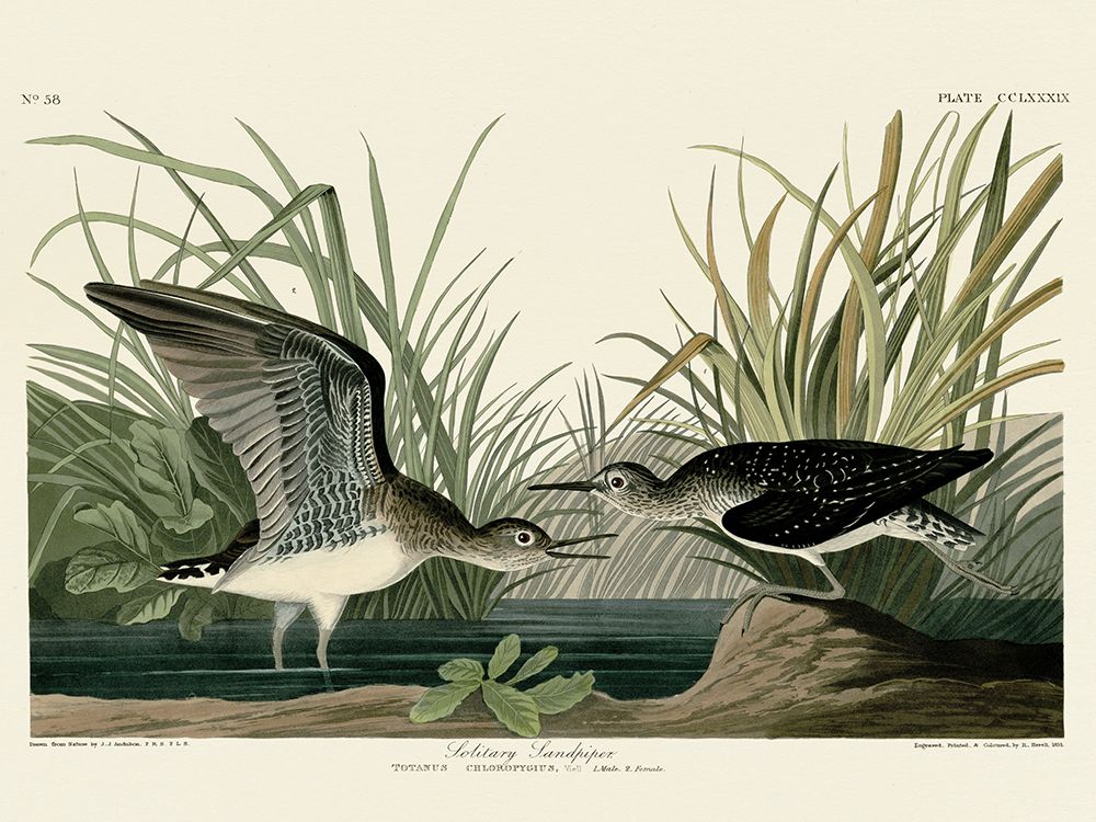 Solitary Sandpiper art print by John James Audubon for $57.95 CAD