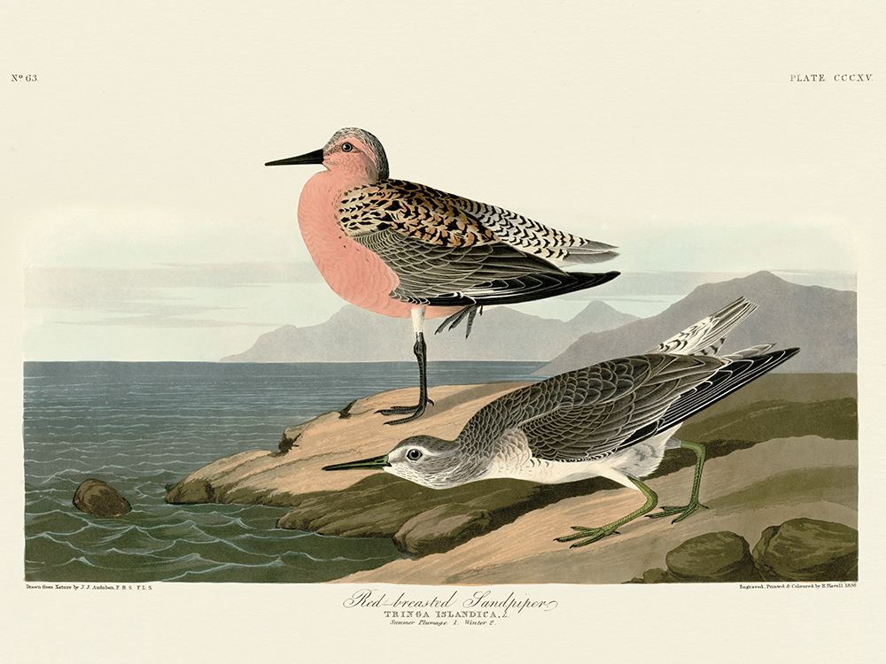Red-breasted Sandpiper art print by John James Audubon for $57.95 CAD
