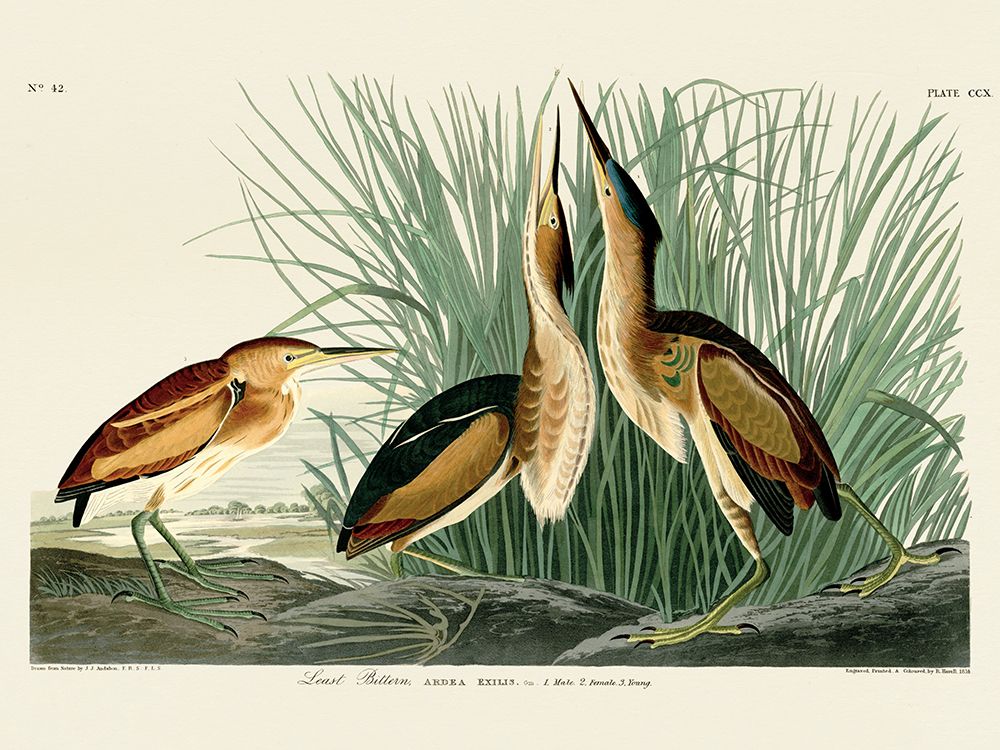 Least Bittern art print by John James Audubon for $57.95 CAD