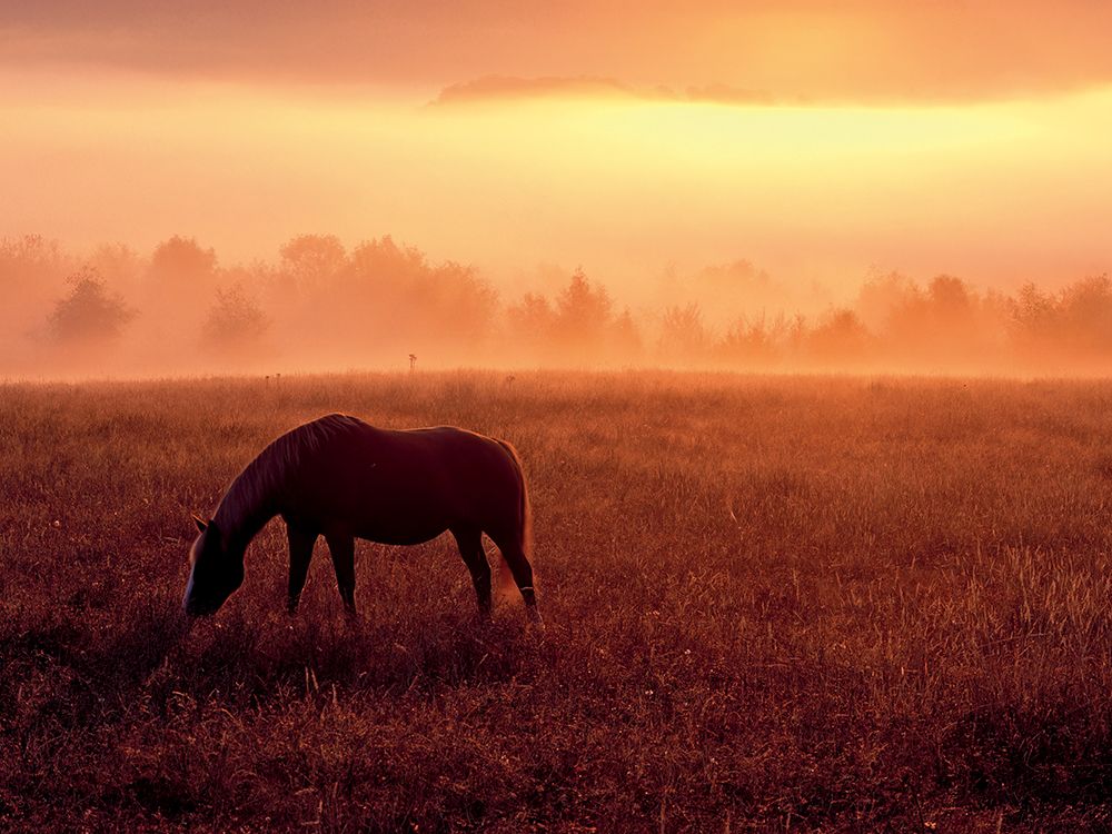 Horse in Pasture art print by Dennis Frates for $57.95 CAD