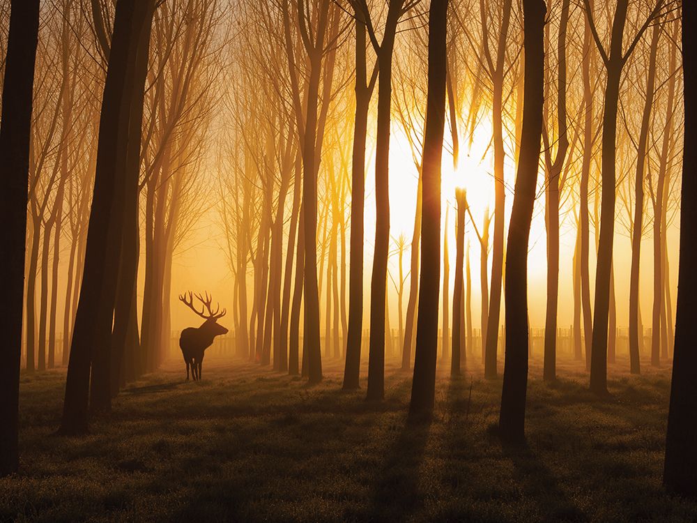 Once Upon a Time art print by Stefan Miron for $57.95 CAD