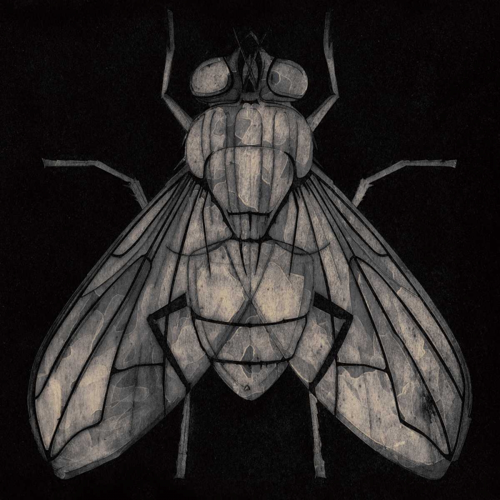 Fly art print by Barry Goodman for $57.95 CAD