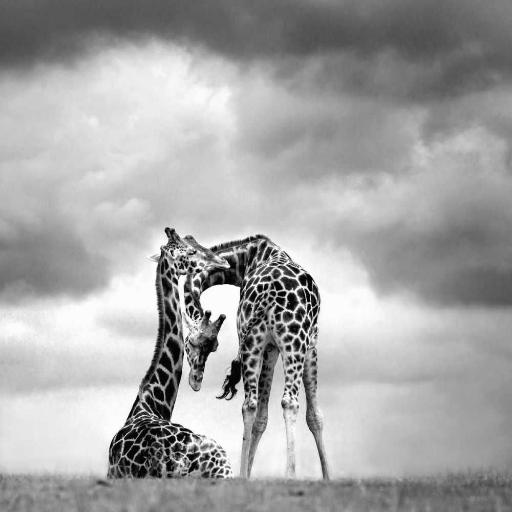 Tenderness art print by Marina Cano for $57.95 CAD