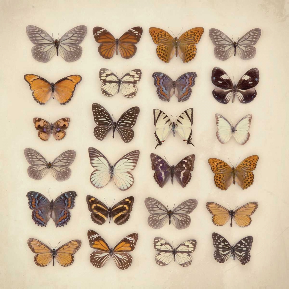 Butterfly Collection art print by Ian Winstanley for $57.95 CAD