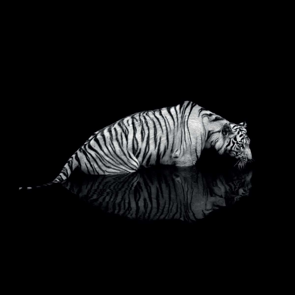 Into the Dark II art print by Marina Cano for $57.95 CAD