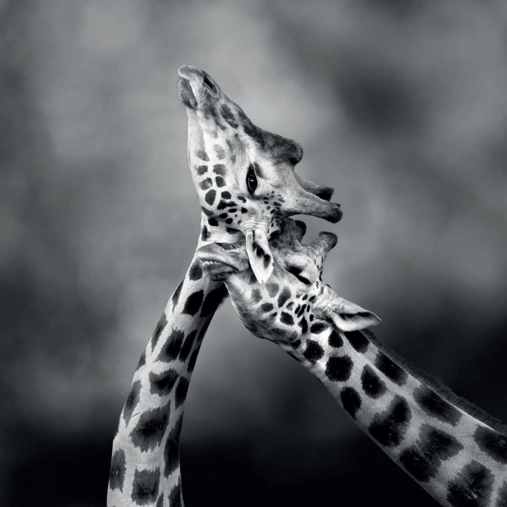 Neck Loving art print by Marina Cano for $57.95 CAD