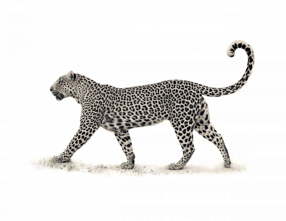 The Leopard art print by Mario Moreno for $57.95 CAD