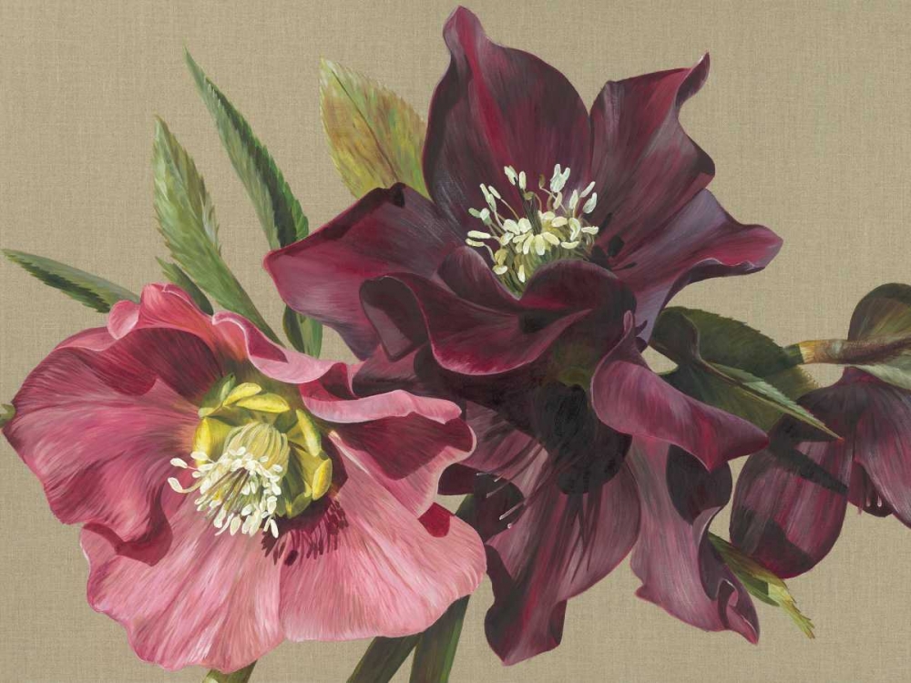 Nightshade Hellebore art print by Sarah Caswell for $57.95 CAD