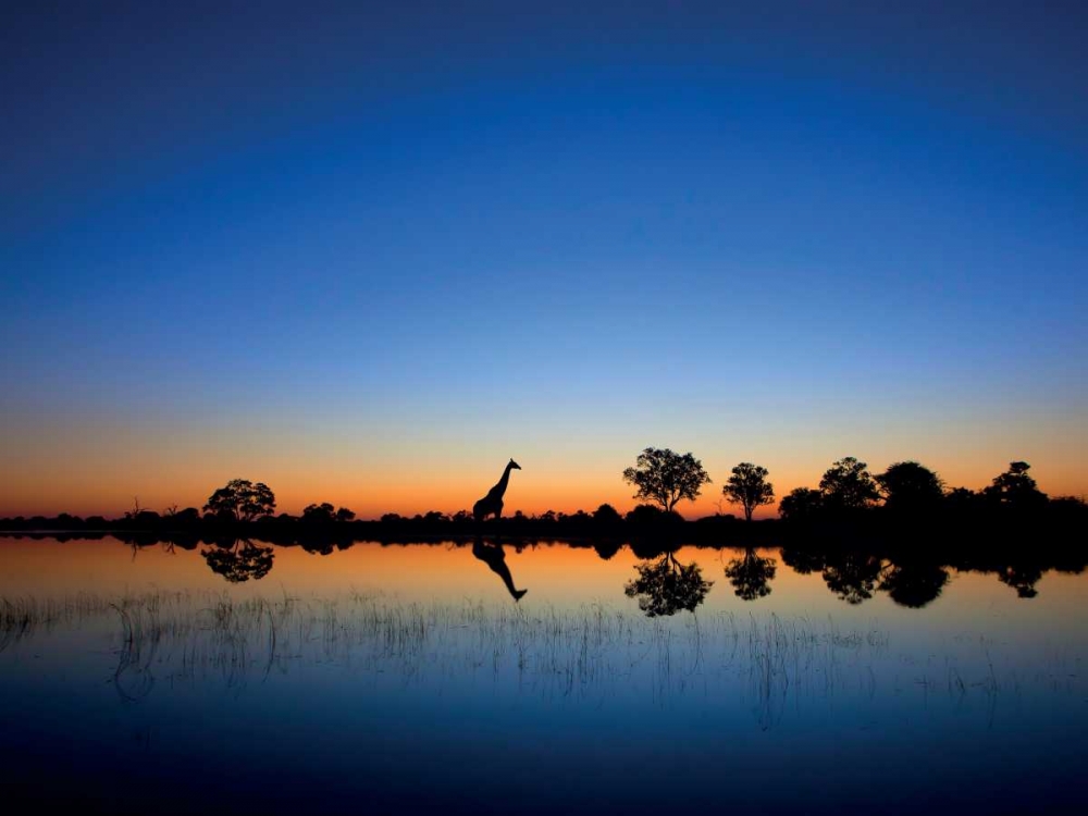 Okavango art print by Mario Moreno for $57.95 CAD