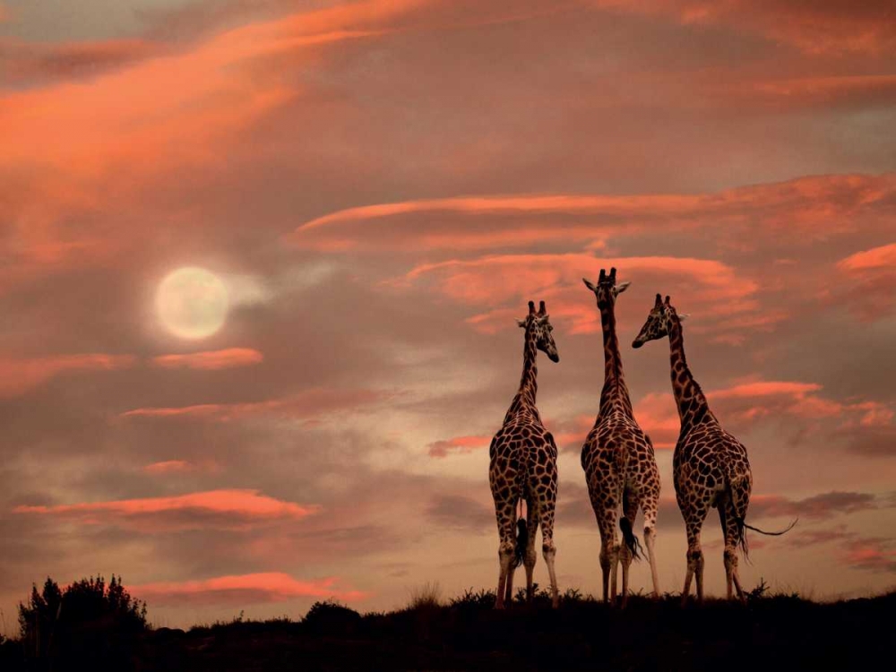 Moonrise Giraffes art print by Marina Cano for $57.95 CAD