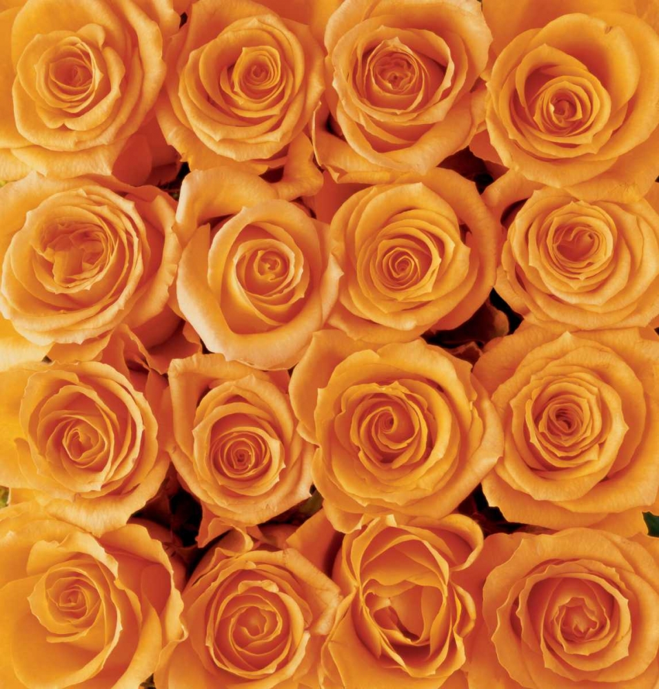 Orange rose creation art print by Creatief met Bloemen for $57.95 CAD