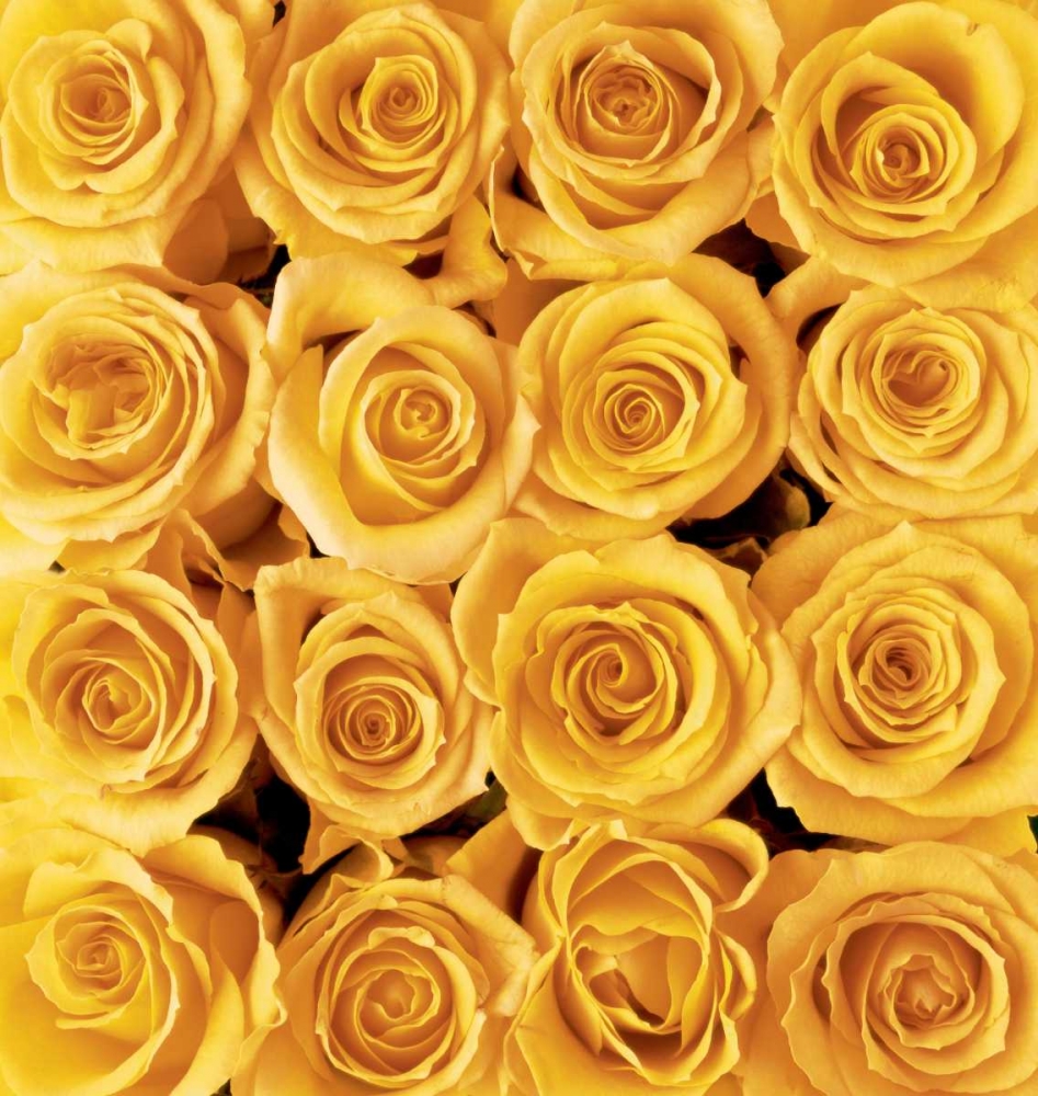 Yellow rose creation art print by Creatief met Bloemen for $57.95 CAD