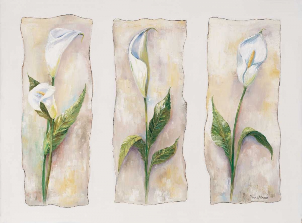 Aspects of arums art print by Rian Withaar for $57.95 CAD