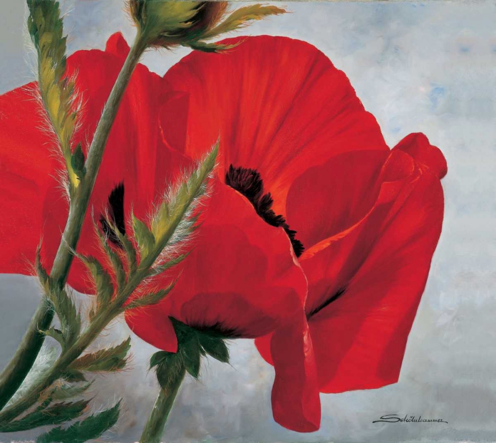 The red poppy art print by Heinz Scholnhammer for $57.95 CAD