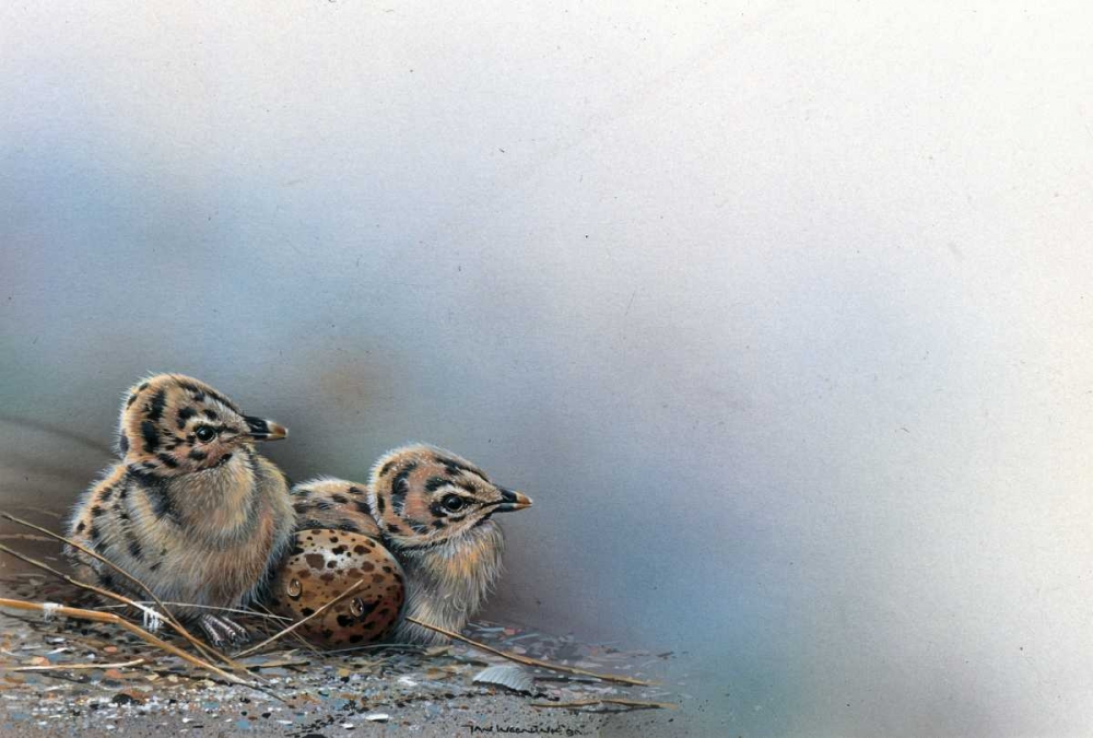 Baby birds art print by Jan Weenink for $57.95 CAD