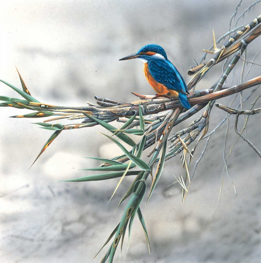 Kingfisher art print by Jan Weenink for $57.95 CAD