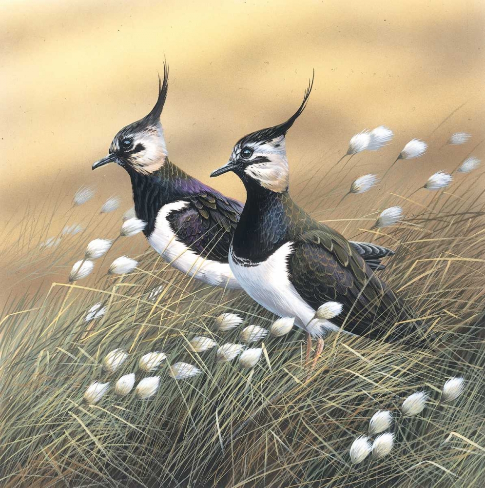 Two lapwings art print by Jan Weenink for $57.95 CAD
