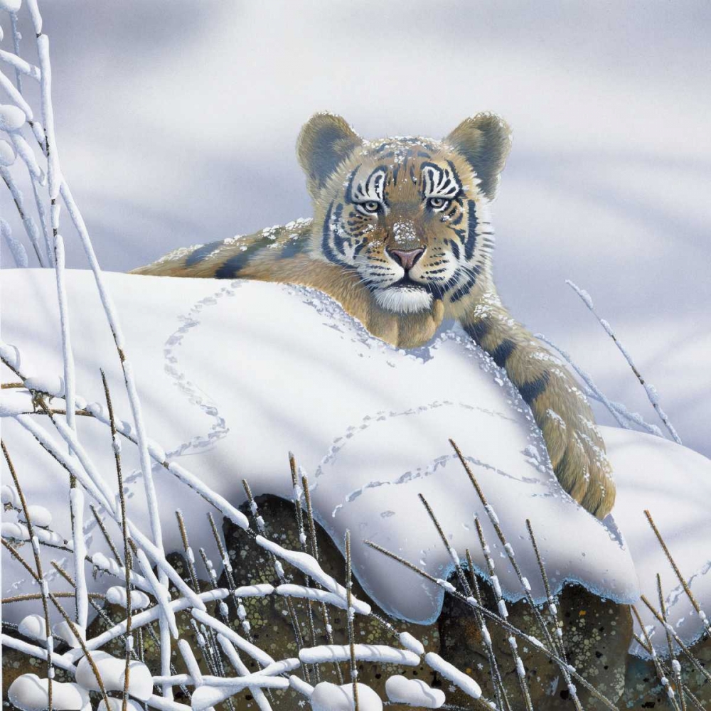 Tiger in the snow art print by Jan Weenink for $57.95 CAD