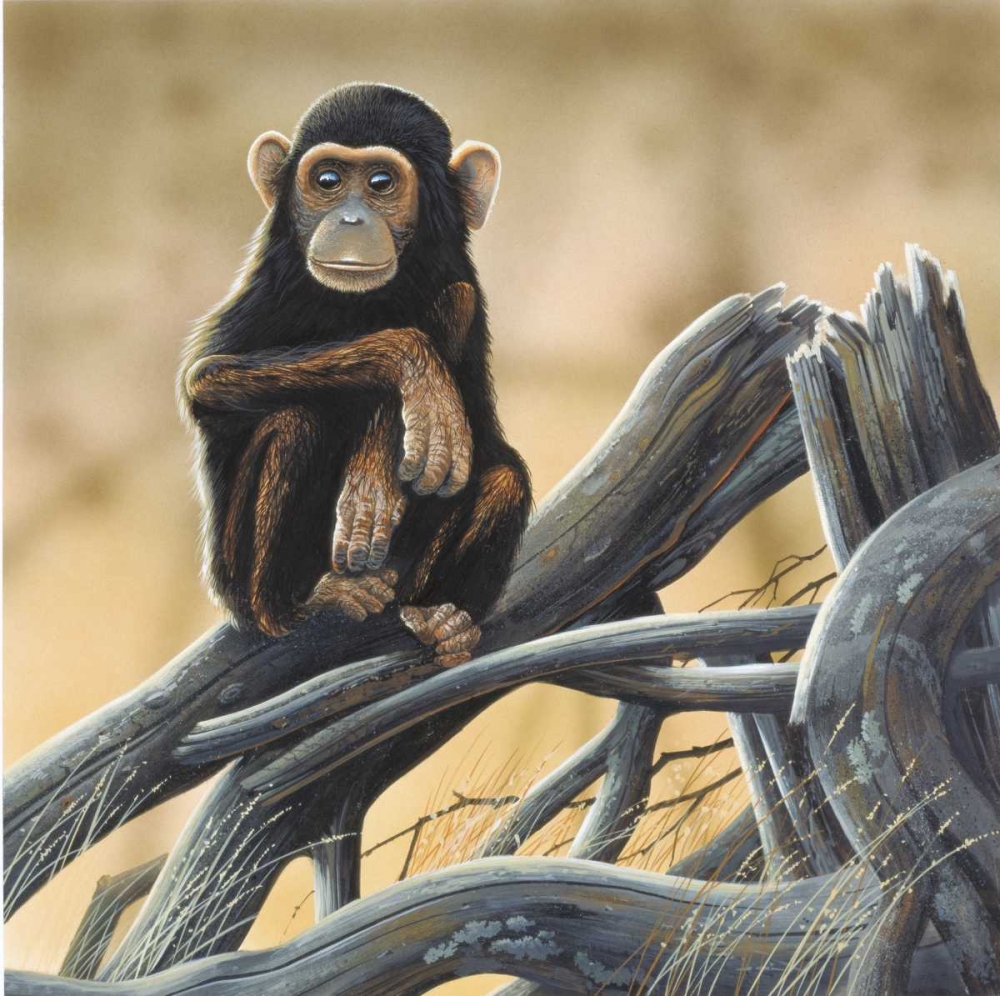 Chimpansee art print by Jan Weenink for $57.95 CAD