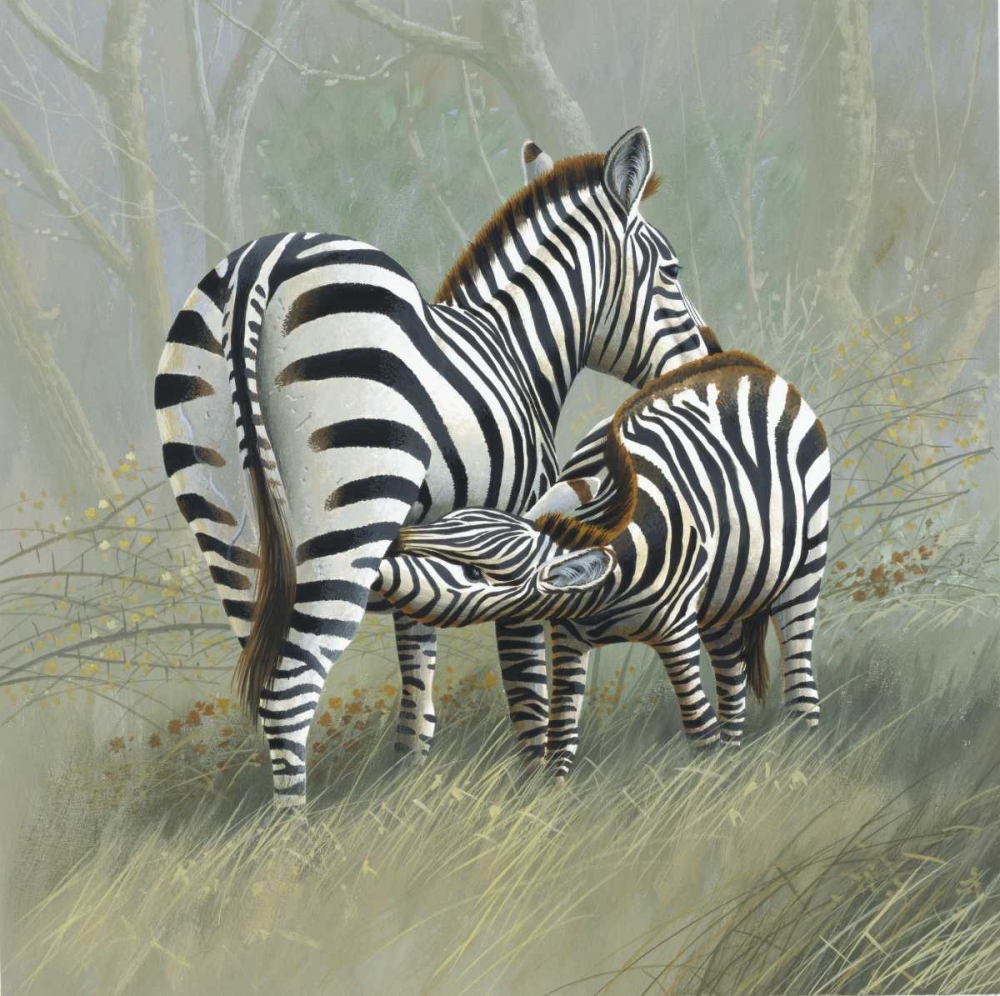 Two zebras art print by Jan Weenink for $57.95 CAD