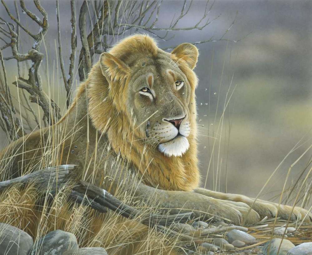 Lion art print by Jan Weenink for $57.95 CAD