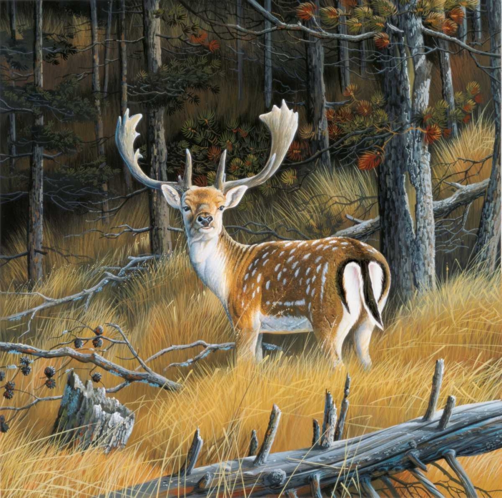 Beautiful deer art print by Jan Weenink for $57.95 CAD