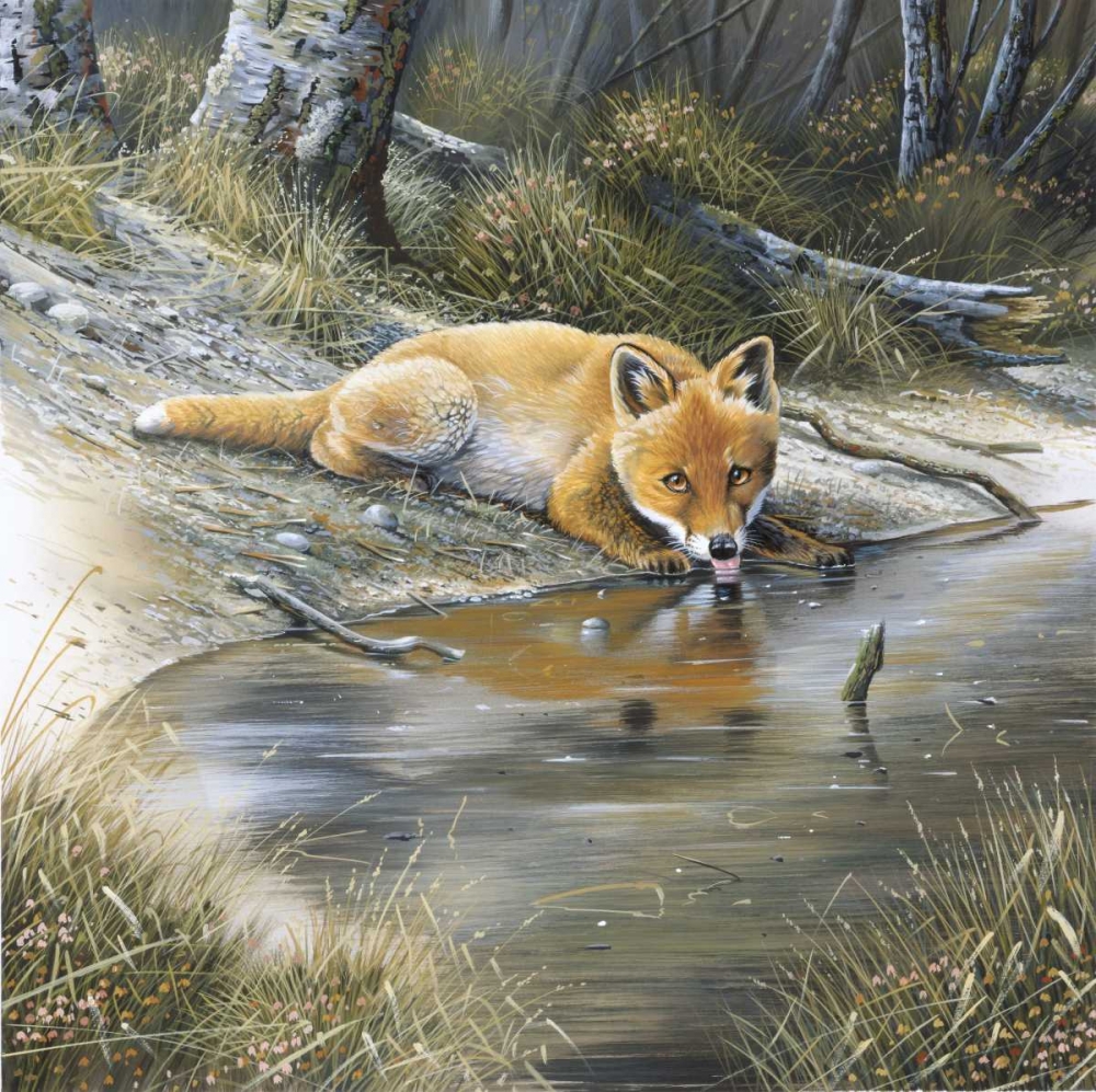 Fox drinking water art print by Jan Weenink for $57.95 CAD