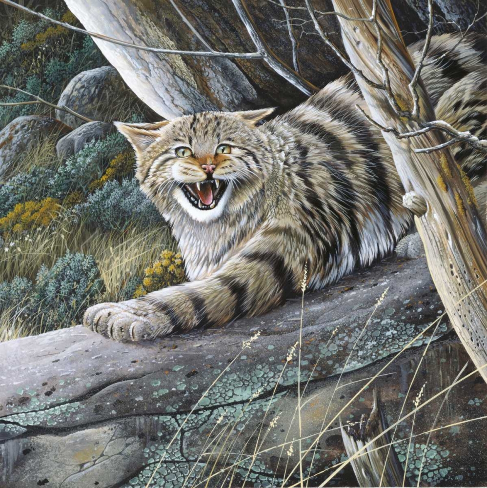 Lynx art print by Jan Weenink for $57.95 CAD