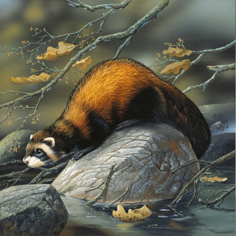 Beaver on a rock art print by Jan Weenink for $57.95 CAD