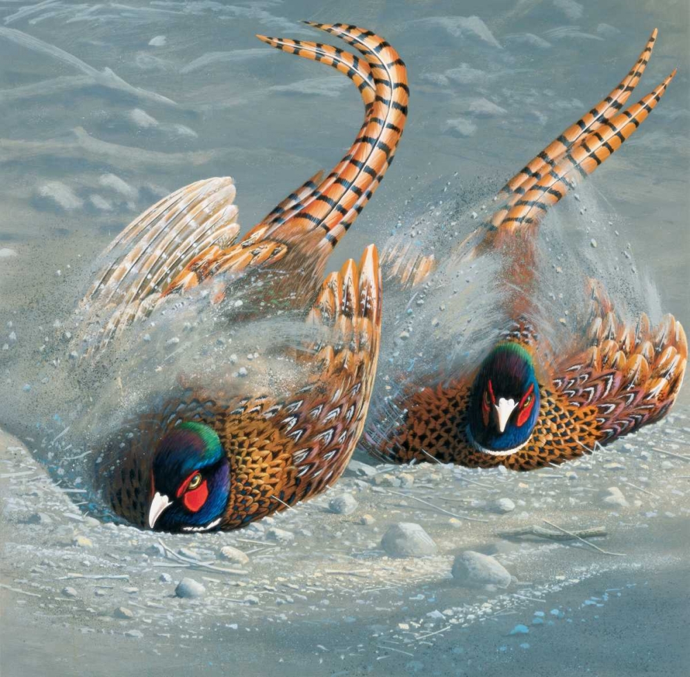 Gold pheasant art print by Jan Weenink for $57.95 CAD