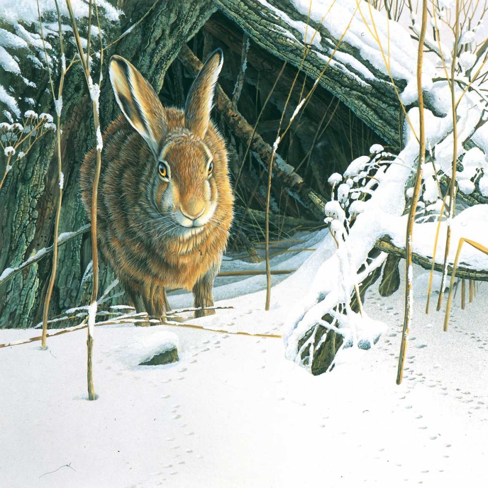 Rabbit art print by Jan Weenink for $57.95 CAD