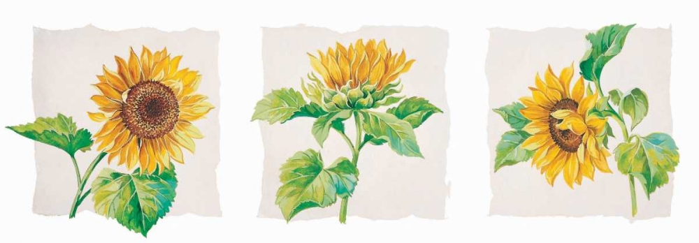 Sunflower triptych art print by Krysztov Kumorek for $57.95 CAD