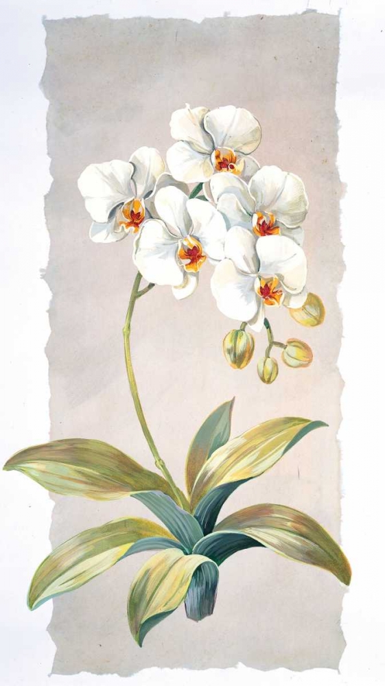Orchid art print by Krysztov Kumorek for $57.95 CAD