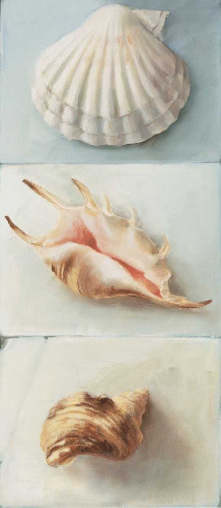 Shell selection I art print by Milieu du Ciel for $57.95 CAD