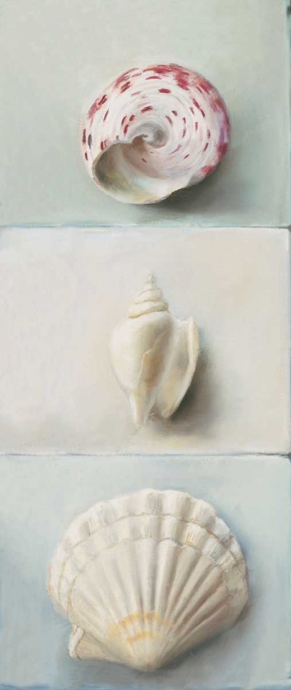 Shell selection IV art print by Milieu du Ciel for $57.95 CAD