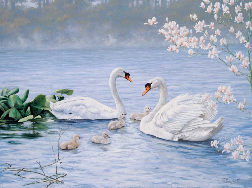 Proud swan family art print by Peter Motz for $57.95 CAD