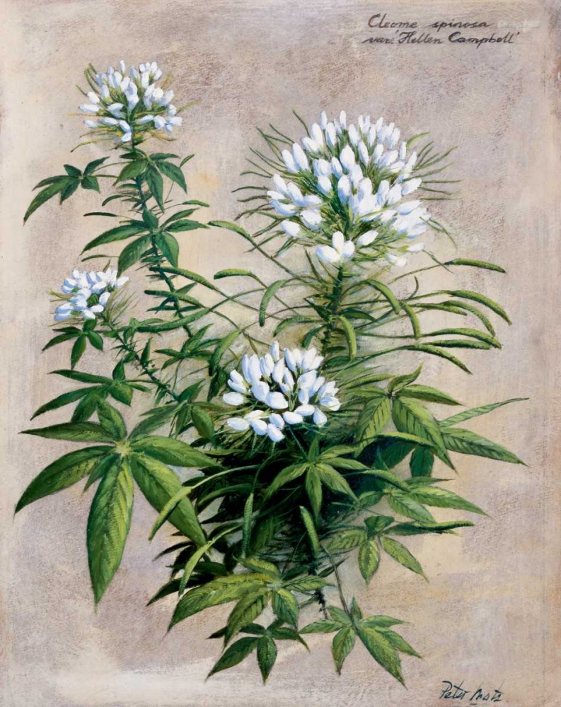 Botanical bouquet II art print by Peter Motz for $57.95 CAD