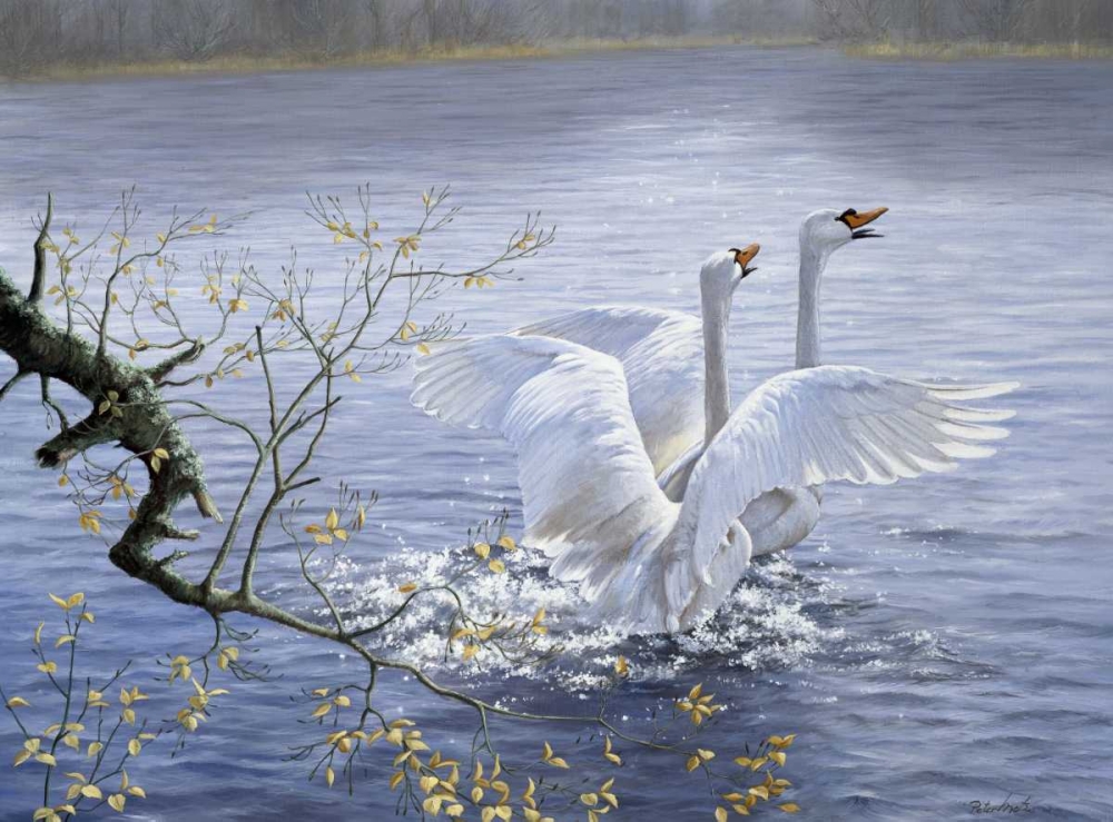 Swans art print by Peter Motz for $57.95 CAD