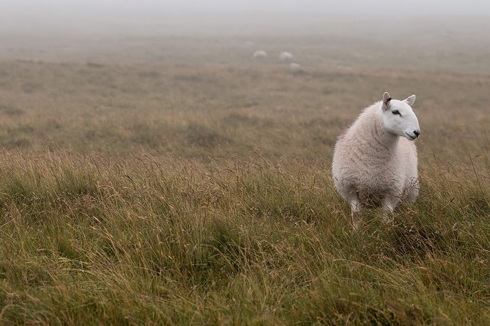 A Sheep standing on grass in mist art print by Assaf Frank for $57.95 CAD