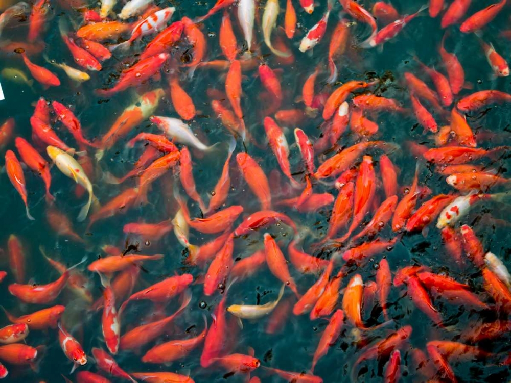 Goldfish gathering at surface, close-up art print by Assaf Frank for $57.95 CAD