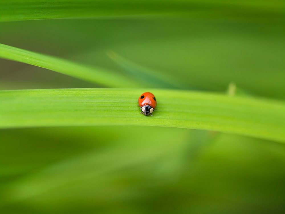 Ladybug on leaf art print by Assaf Frank for $57.95 CAD
