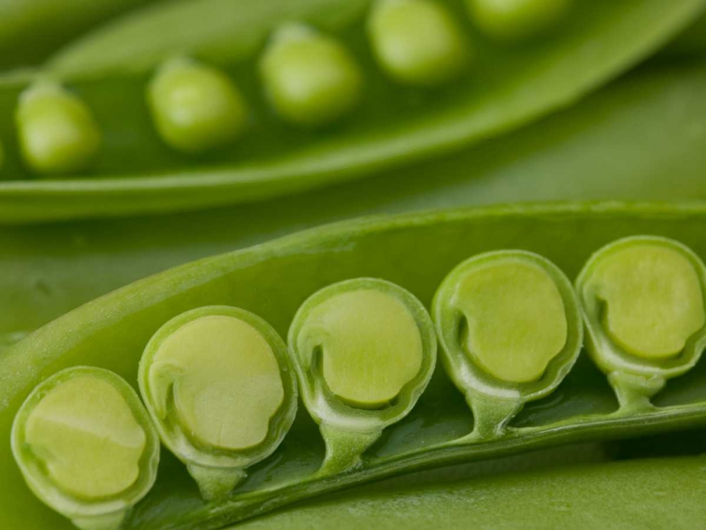 sugar snap peas pods close up art print by Assaf Frank for $57.95 CAD
