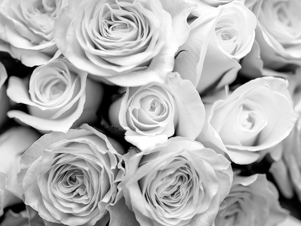 Bunch of roses art print by Assaf Frank for $57.95 CAD