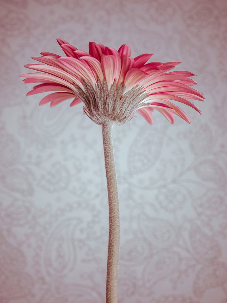 Close-up of Gerbera daisy on patterned background art print by Assaf Frank for $57.95 CAD