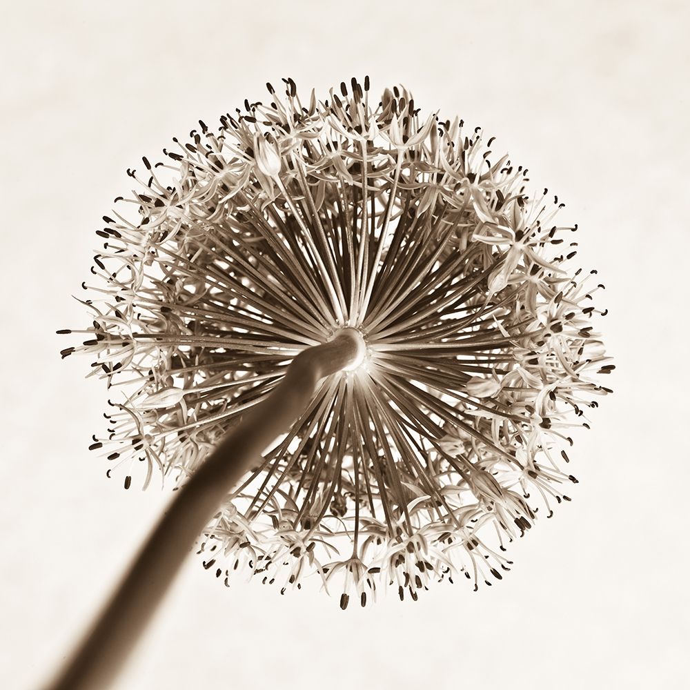 Allium flower, close-up art print by Assaf Frank for $57.95 CAD