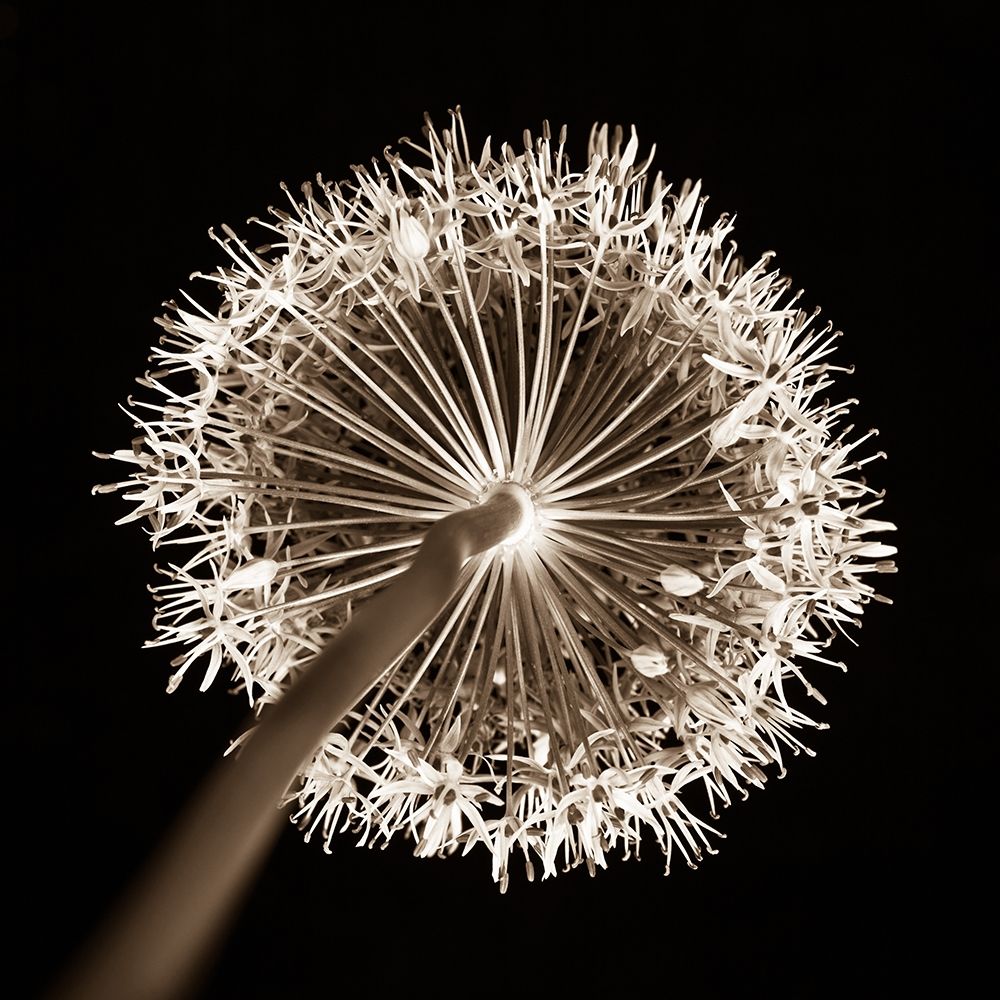 Purple allium flower, close-up (Sepia) art print by Assaf Frank for $57.95 CAD