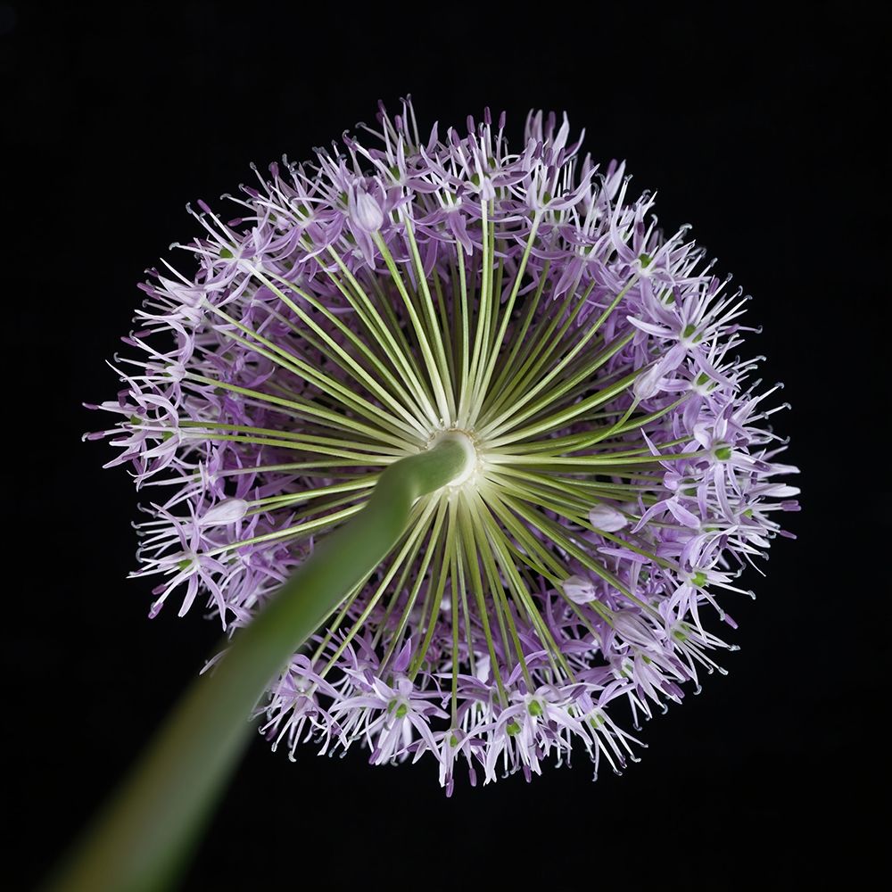 Purple allium flower-close-up art print by Assaf Frank for $57.95 CAD