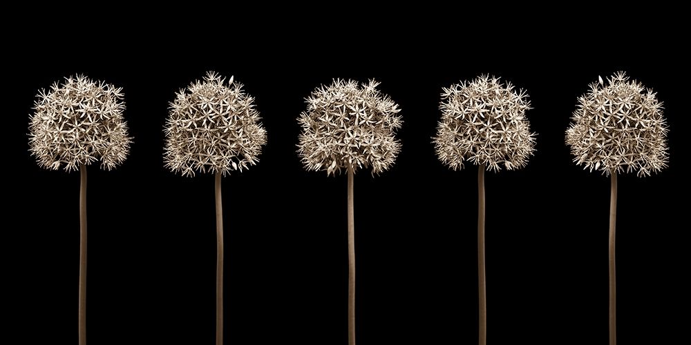 Three puple allium flowers in a row-close-up art print by Assaf Frank for $57.95 CAD