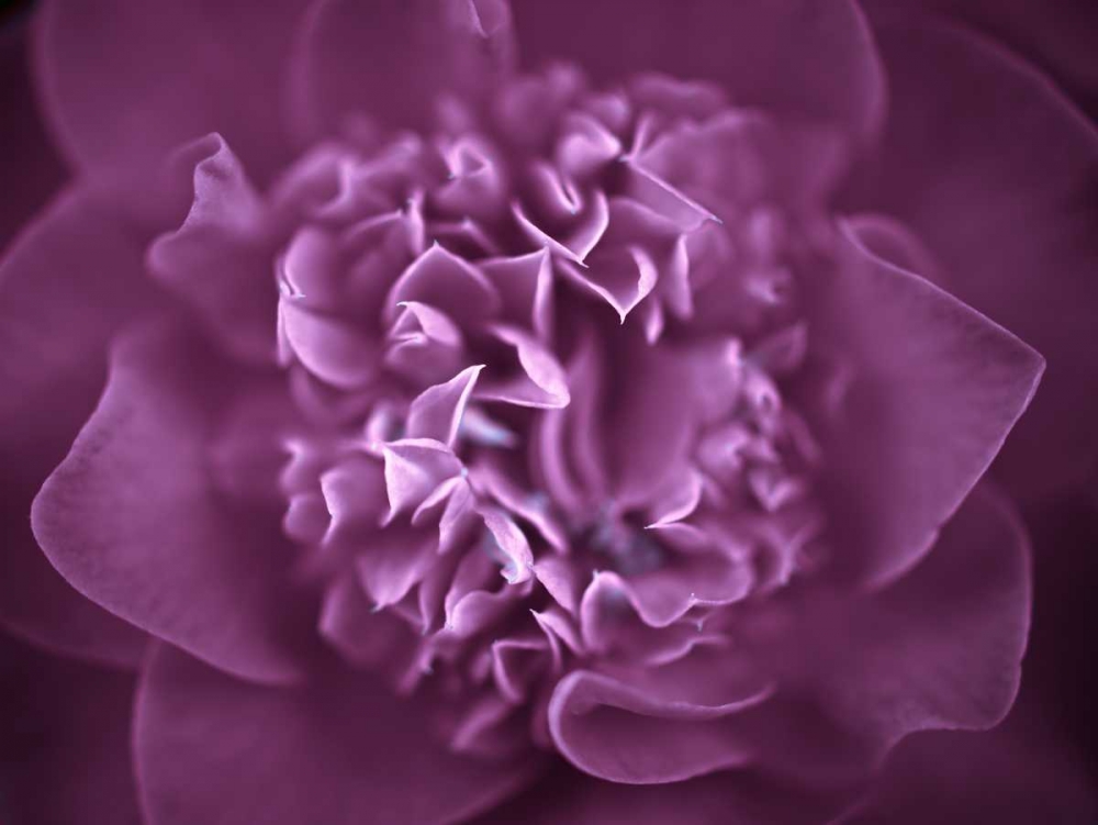 Camellia Flower (Camellia japonica), close-up art print by Assaf Frank for $57.95 CAD